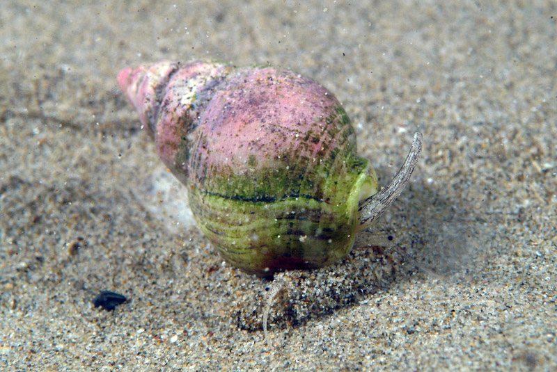 Nassarius mutabilis